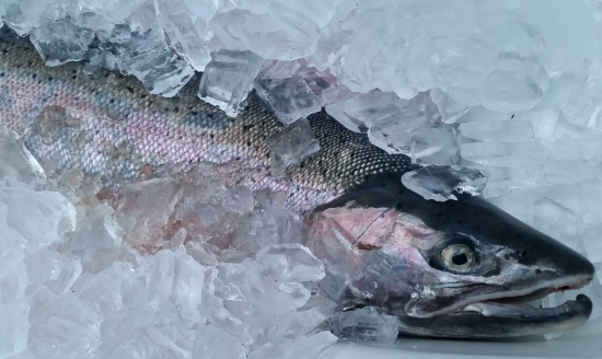 A SALMON CREEK STEELHEAD SLUMBERS IN THE FROSTY EMBRACE OF AN ANGLER'S COOLER AFTER BEING CAUGHT OUT OF THE VANCOUVER-AREA STREAM IN EARLY JANUARY. (ANDY WALGAMOTT)