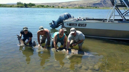 RYAN ARMATROUT, TANNER ADLER, DOUG YOUNG AND STEVE MCPEAK HOLD RYAN'S STURGEON. IN OUR JUNE ISSUE, CONTRIBUTOR TODD MARTIN WROTE ABOUT THE IMPORTANCE OF KEEPING THE FISH IN THE WATER: "RECENT INFORMATION HAS CREATED A BEST PRACTICES STANDARD TO FOLLOW. STURGEON OVER 5 FEET IN LENGTH ARE NOT TO BE LIFTED OUT OF THE WATER FOR HERO SHOTS. YOU CAN TAKE THEM TO SHORE, BEACH THEM AND TAKE YOUR PHOTOS, BUT THE HEAD OF THE STURGEON MUST NOT LEAVE THE WATER. IT WAS DISCOVERED THAT THE SENSITIVE INTERNAL ORGANS OF STURGEON WERE BEING UNINTENTIONALLY DAMAGED BY MISHANDLING BY ANGLERS LIFTING THEM UP FOR A PHOTO." (DAIWA PHOTO CONTEST)