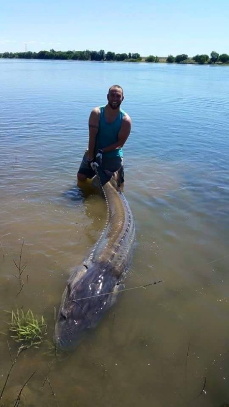 RYAN ARMATROUT HOLDS THE TAIL OF THE STURGEON HE HOOKED EARLIER THIS MONTH IN THE COLUMBIA'S HANFORD REACH. (DAIWA PHOTO CONTEST)