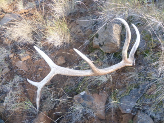 Bill Would Crack Down On Shed Antler Hunting Tactic