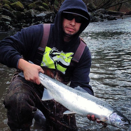 FOR THE SECOND SPRING IN A ROW, NO EARLY-TIMED HATCHERY WINTER STEELHEAD SMOLTS WILL BE RELEASED INTO SENATOR PEARSON'S DISTRICT'S NORTH FORK STILLAGUAMISH RIVER. THAT'S WHERE ADAM PEREZ CAUGHT THIS ONE LAST WINTER, DURING WHAT WILL HAVE BEEN THE LAST MEANINGFUL FISHERY FOR AT LEAST TWO WINTERS. (DAIWA PHOTO CONTEST)