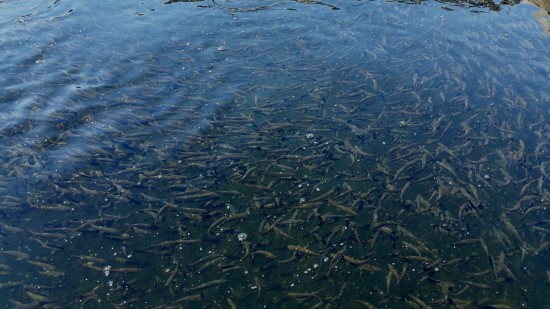 YOUNG SALMONIDS AT THE WALLACE HATCHERY NEAR GOLD BAR. IT REARS COHO, SUMMER CHINOOK AND STEELHEAD. (ANDY WALGAMOTT)
