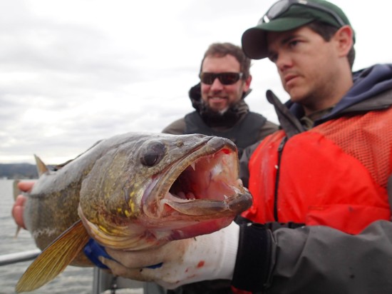 State fisheries biologist Danny Garrett scowls while holding a large male walleye netted on Lake Washington earlier this year. It was one of six he and fellow WDFW bio Aaron Bosworth hauled out of the waters near Enatai Beach, under the I-90 bridge between Mercer Island and Bellevue. (DANNY GARRETT)