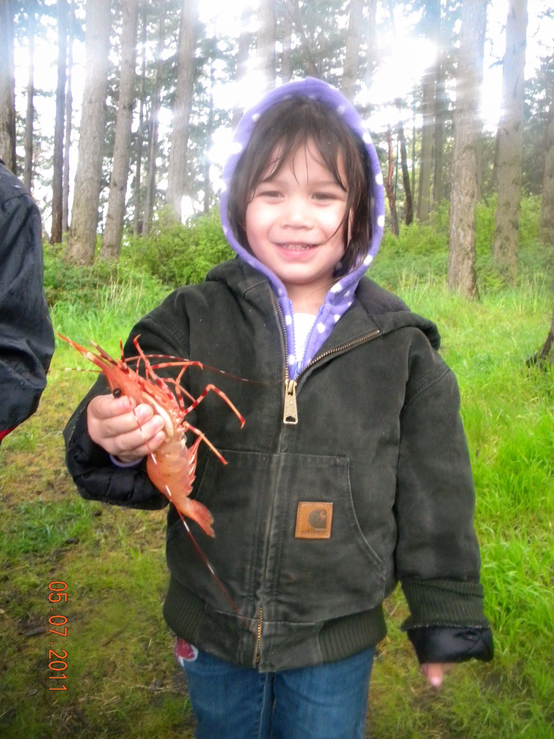 Pink Shrimp = Pink Salmon (Hood Canal, Puget Sound) 