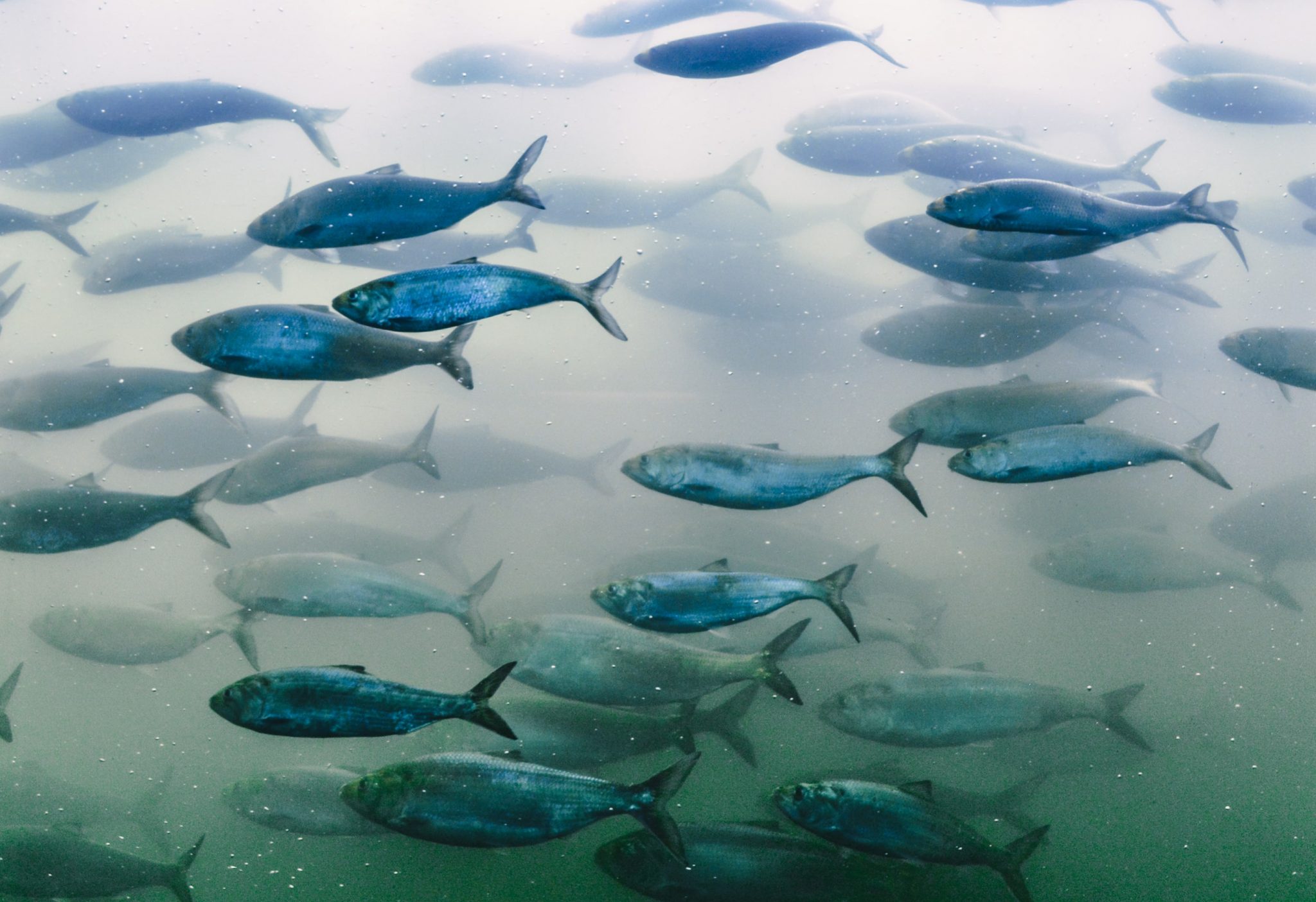 Backtoback Record Daily Shad Counts At Bonneville