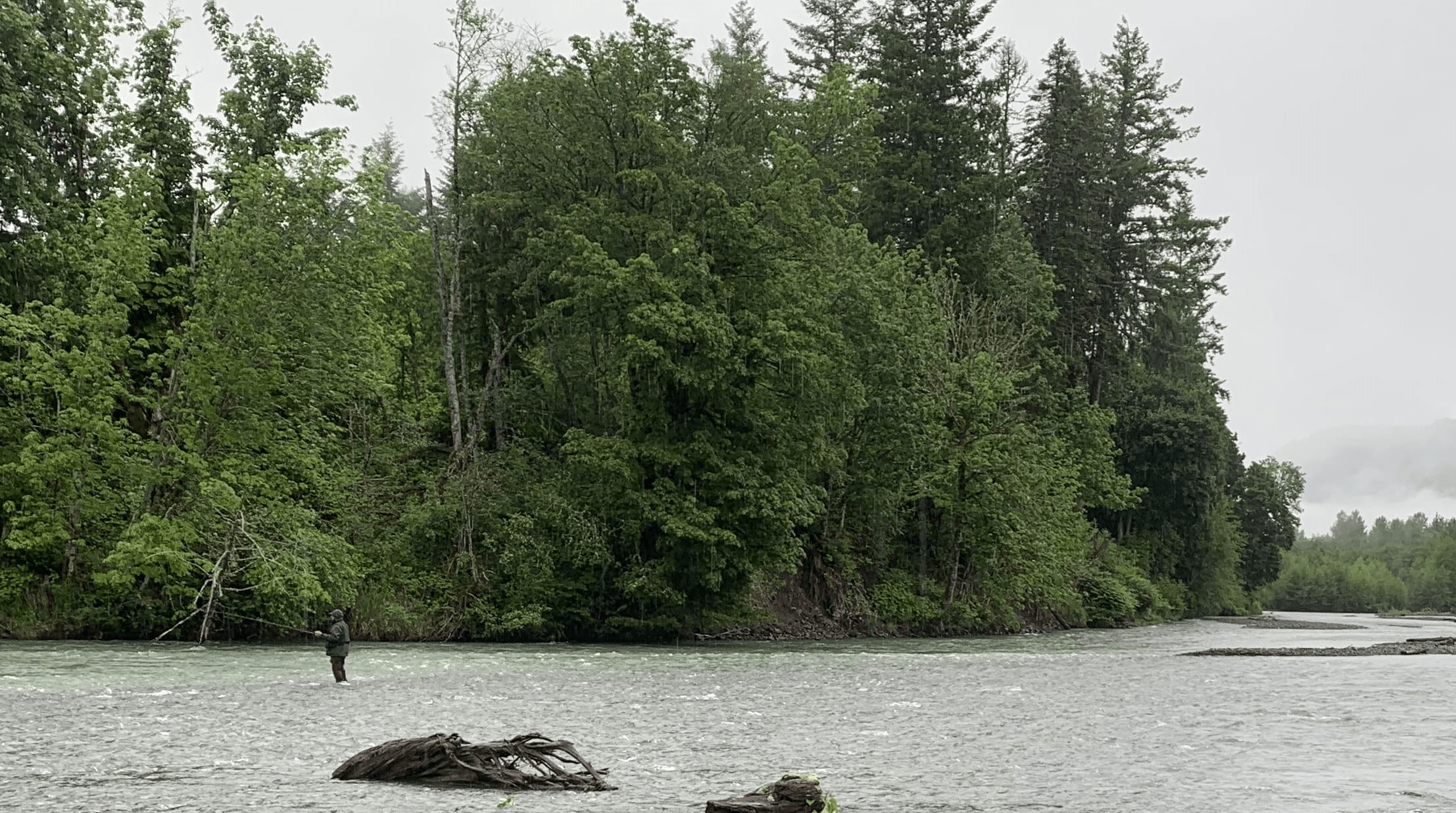 New North Fork Nooksack Springer Fishery, Recovery Collaboration Touted