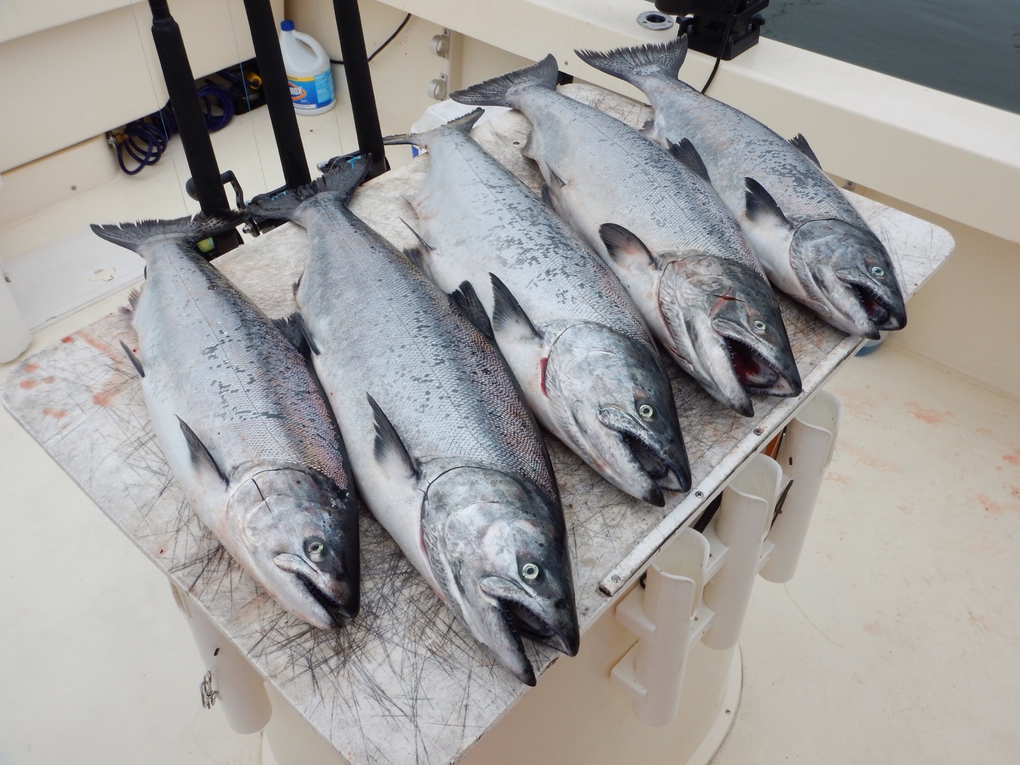 Westport Salmon Fishing Switches To 7 Days/Week, King Limit Upped To 2