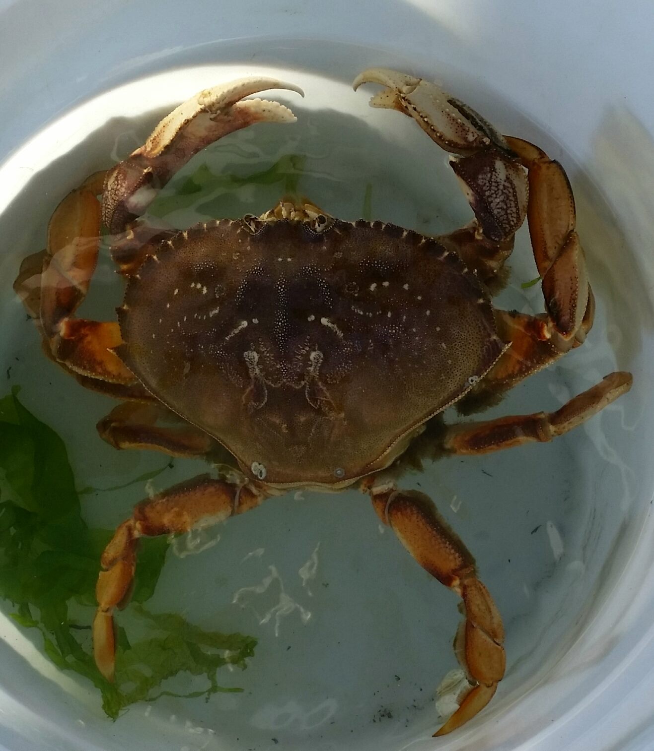 Recreational crabbing in Puget Sound  Washington Department of Fish &  Wildlife