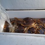 Winter Crabbing Opens Oct. 1 On Areas 4-9, Northern Canal