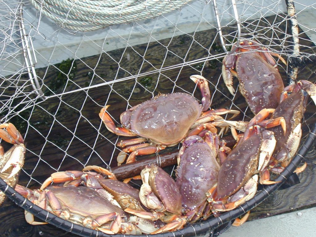 Willapa Bay Closing For Crabbing, But WA Coast North of Pt. Chehalis