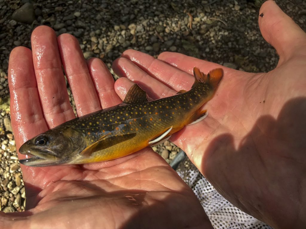 interesting facts about brook trout
