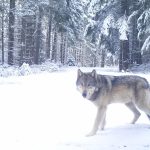USFWS Denies Petitions To List Wolves, Will Start National Recovery Plan