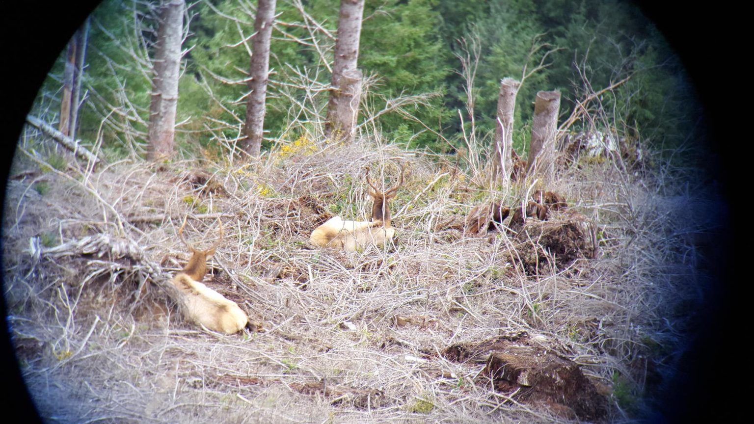 WDFW Details New Pilot Program For Westside Elk Hunters