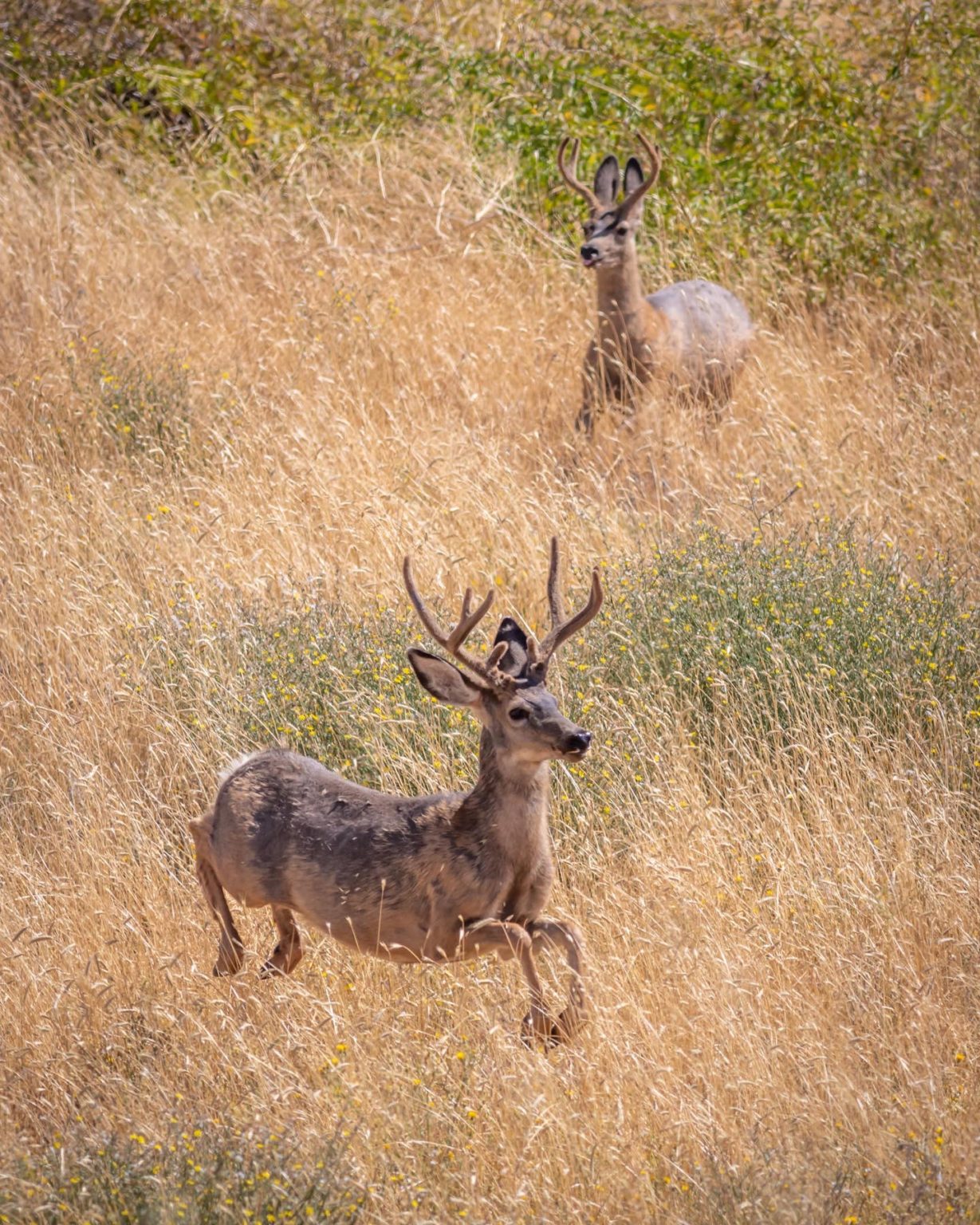 How Much Are Deer Tags In Indiana