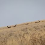 Washington 2021 Deer, Elk Hunting Prospects