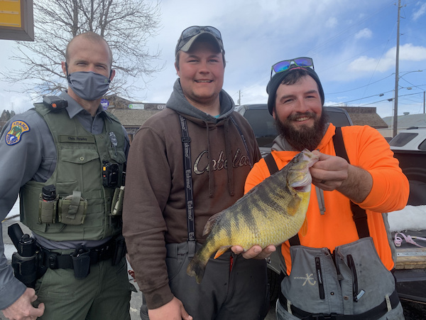 A day's catch with Perch Pounder II
