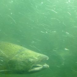 Pacific County Judge Lowers Boom On Repeat Salmon Snagger