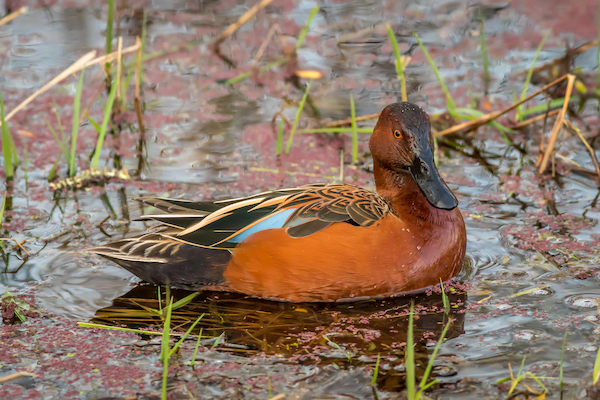 Ducks Unlimited celebrates World Wetlands Day 