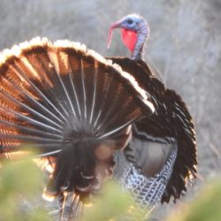 September Goose, Fall Turkey Hunts OKed At 2 OR, WA NWRs