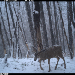 WA Deer Hunters Surveyed; Okanogan Predator-Prey Research Out