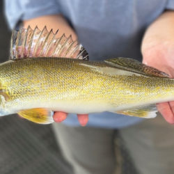 Walleye Moving Up The Snake Past Lower Granite Dam
