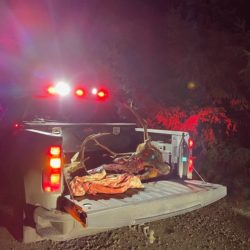 Two Cited In Bull Elk Poaching Case Near Mt. St. Helens
