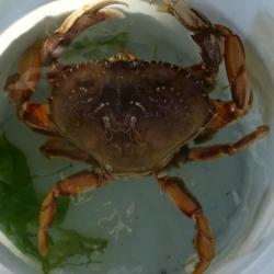 Areas 10, 11 Opening For Winter Crabbing