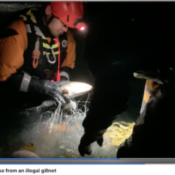 Coho Saved From Illegal Gillnets Stretched Across Dosewallips R