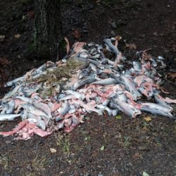 OSP Looking For Tips In Salmon Wastage, Bear Killing Cases