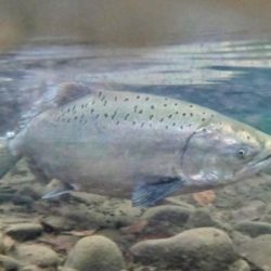 NMFS: OR Coast Chinook Listing May Be Warranted; Deeper Dive Next