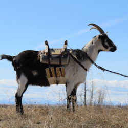 WDFW Bans Domestic Goats, Sheep At Wildlife Areas With Bighorns