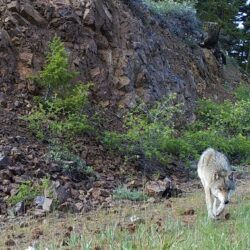 WA Lawmakers Hear About Wolves As Regional Delisting Bill Drops