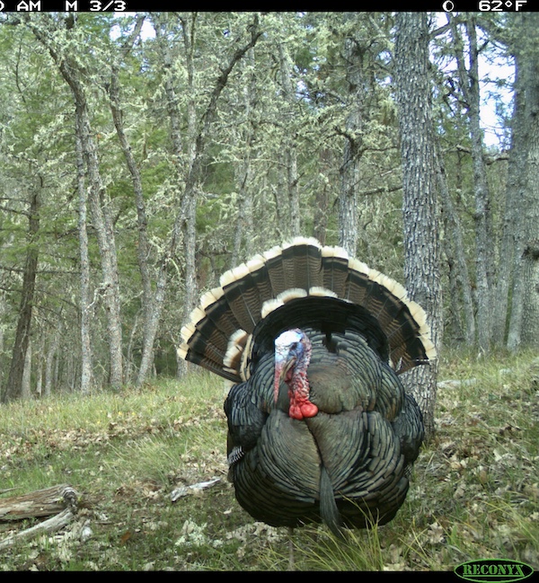 Registration Open For Oregon Youth Turkey Hunting Clinics