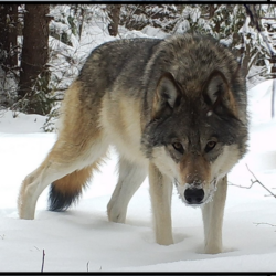 WDFW Proposes Downlisting Wolves To Sensitive But Still Protected