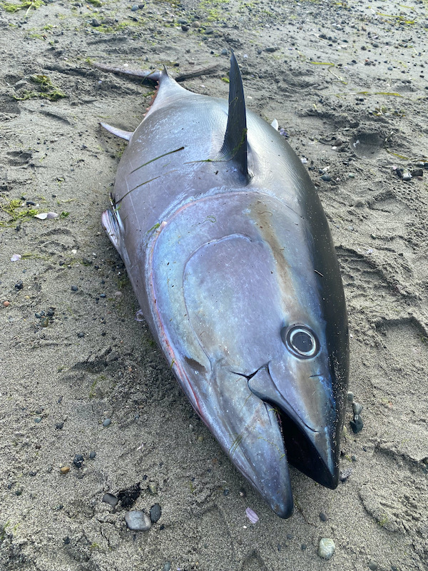 Bluefin Tuna Washes Up On Orcas Island's East Sound 