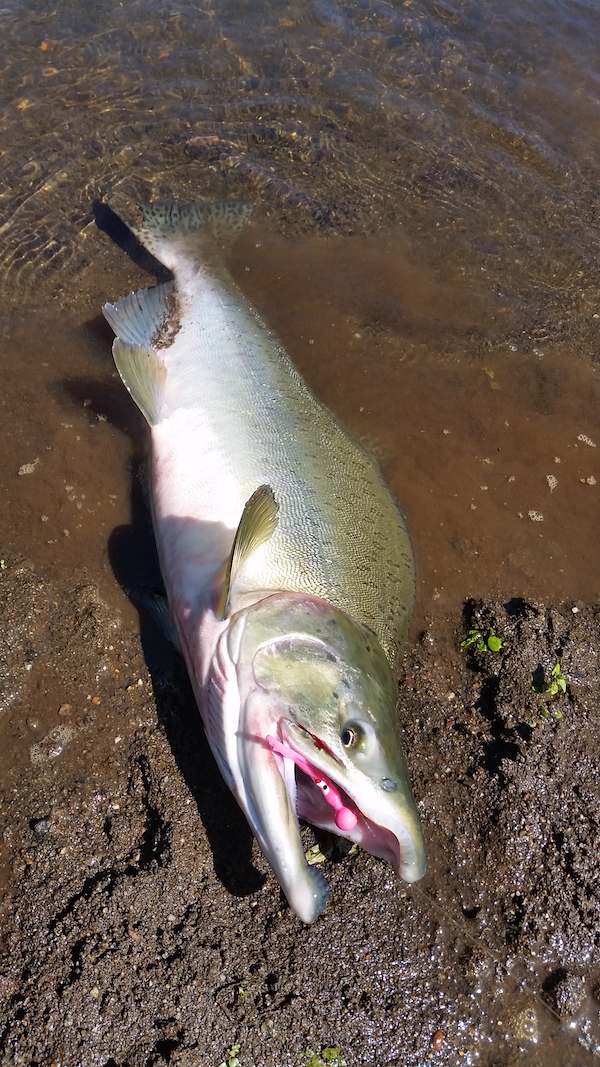 WDFW Moves Up Lower Snohomish Pink, Coho Opener; Eggs Barred 