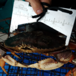 Winter Crabbing Opens Oct. 1 In Marine Areas 4-9, 12 North Of Ayock