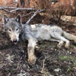 Orgs Withdraw Washington Wolf Petition – To File Again Next Week