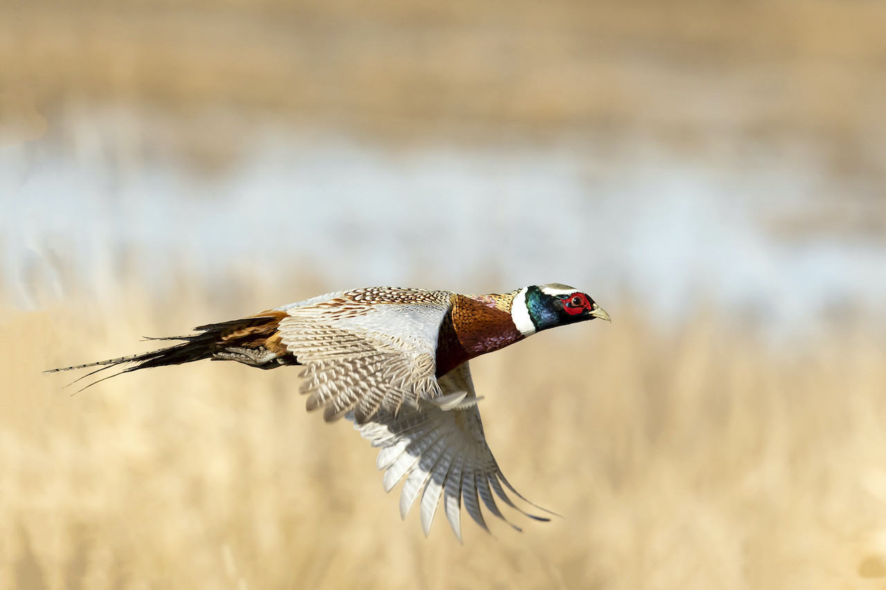 Ring-necked pheasant  Oregon Department of Fish & Wildlife