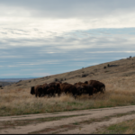 Colville Tribes Release Buffalo On Reservation