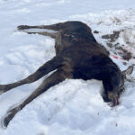 More Details Emerge On Poached, Wasted Oregon Moose; $2K Reward Offered