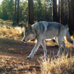 USFWS’s Recent Wolf Decisions Hit, Miss: Boone And Crockett Club