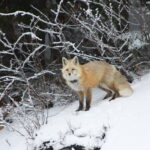 Stop Trapping Red Foxes In WA Cascades NFs: Unusual WDFW E-reg
