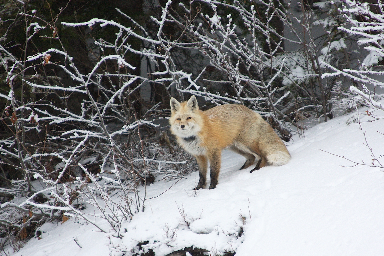 Recommended Traps for Red Fox & Grey Fox Trapping –