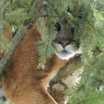 WDFW Commission Talks Cougar Rulemaking
