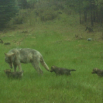 Comment Opens On WDFW Proposal To Downlist Wolves