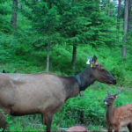 New Study Looks At Northeast Washington Elk, Wolf, Lion, Human Interactions