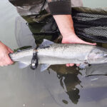 Satellite Tracking Tags To Be Attached To Rogue, Chetco Winter-Run Steelhead