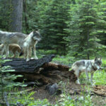 OR Wolf Poachings Set Back W. Zone Management Flexibility; State Pop. Same As Last Year