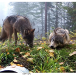 Washington Wolf Population Soars To 260